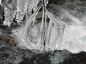 Brench on a frozen water photo