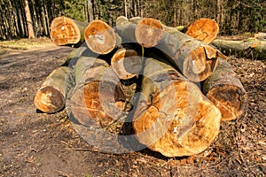 Brennholz im Wald - Regenerative Energie. photo