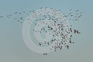 Brent Geese in flight, Brent Goose, Branta bernicla