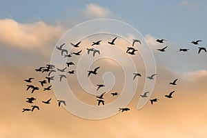 Brent Geese in flight, Brent Goose, Branta bernicla
