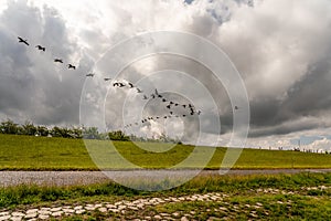 Brent geese flying off the coast of the north sea