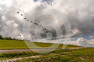 Brent geese flying off the coast of the north sea