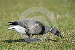 Brent Goose