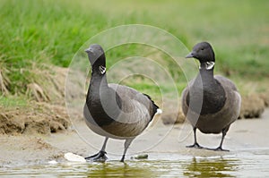 Brent goose