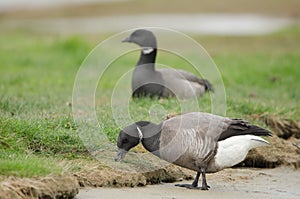 Brent goose