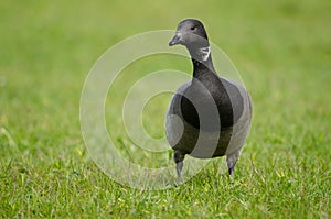 Brent goose