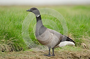 Brent goose