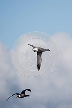 Brent Goose, Branta bernicla