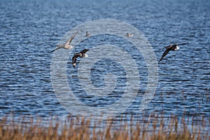 Brent Goose, Branta bernicla