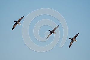 Brent Goose, Branta bernicla