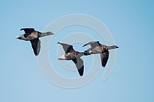 Brent Goose, Branta bernicla