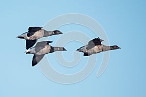 Brent Goose, Branta bernicla