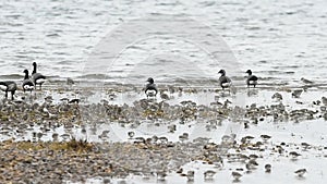 Brent Goose, Branta bernicla