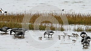 Brent Goose, Branta bernicla