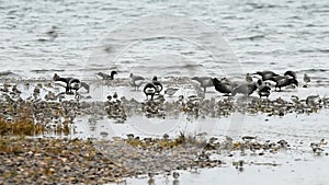 Brent Goose, Branta bernicla