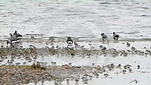 Brent Goose, Branta bernicla