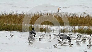 Brent Goose, Branta bernicla