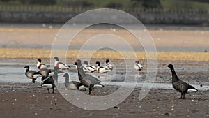 Brent Goose, Branta bernicla