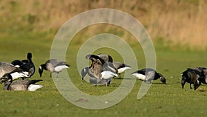 Brent Goose, Branta bernicla