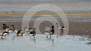 Brent Goose, Branta bernicla