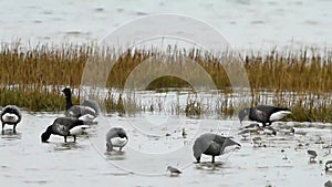 Brent Goose, Branta bernicla