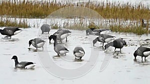 Brent Goose, Branta bernicla