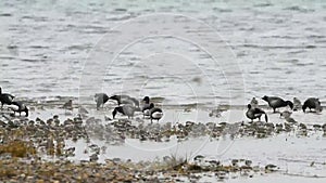 Brent Goose, Branta bernicla