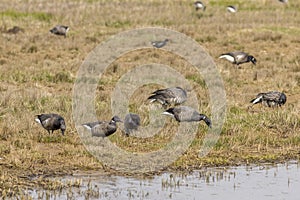 Brent goose Branta bernicla