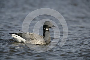 Brent goose, dark-bellied, Branta bernicla