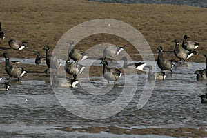 Brent goose, dark-bellied, Branta bernicla