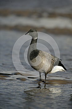 Brent goose, dark-bellied, Branta bernicla