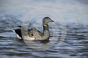 Brent goose, dark-bellied, Branta bernicla