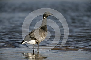 Brent goose, dark-bellied, Branta bernicla