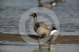 Brent goose, dark-bellied, Branta bernicla