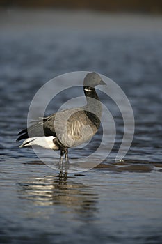 Brent goose, dark-bellied, Branta bernicla