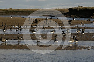 Brent goose, dark-bellied, Branta bernicla