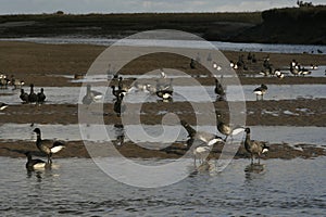 Brent goose, dark-bellied, Branta bernicla