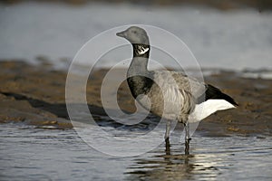 Brent goose, dark-bellied, Branta bernicla