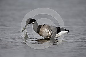 Brent goose, dark-bellied, Branta bernicla