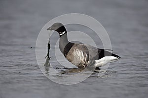 Brent goose, dark-bellied, Branta bernicla