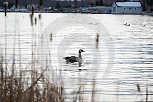 Brent Goose gliding gracefully on the water during sunset