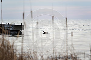 Brent Goose gliding gracefully on the water during sunset