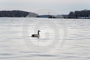 Brent Goose gliding gracefully on the water during sunset