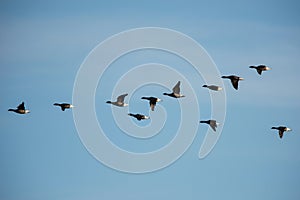 Brent Goose, Goose, Branta bernicla