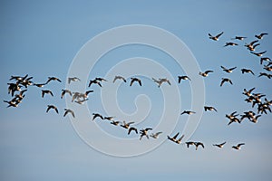 Brent Goose, Goose, Branta bernicla