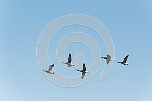 Brent gooses flying in blue sky