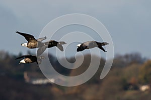 Brent Gooses, Goose, Branta bernicla