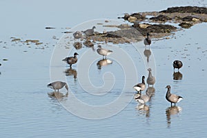 Brent gooses in wadden sea