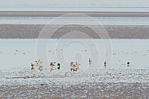 Brent gooses in wadden sea