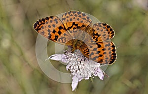 Brenthis daphne, Marbled Fritillary